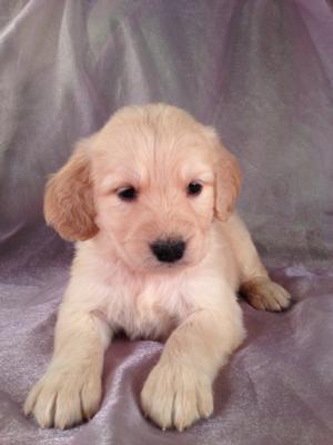 Female Goldendoodle Puppy for sale #12 Born April 10th, 2013|Goldendoodles Puppies by Professional Goldendoodle Breeders